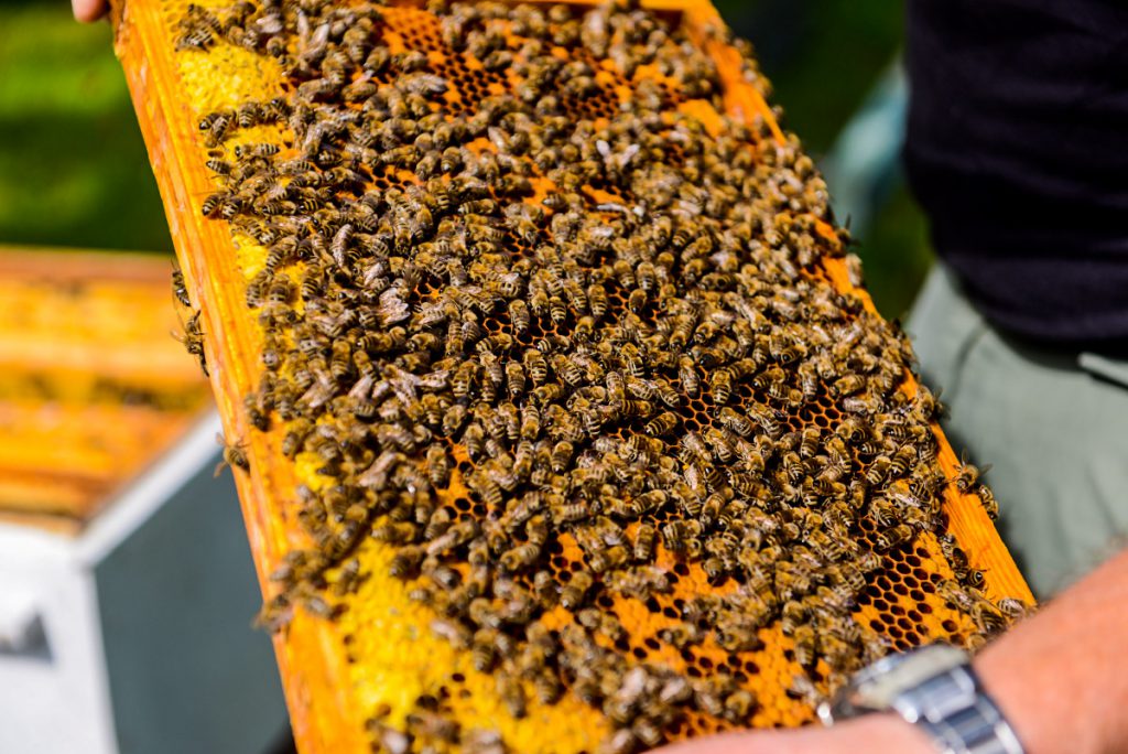 Pszczoły są zawsze w dobrym nastroju – opowiada pszczelarz Władysław Odrzywołek