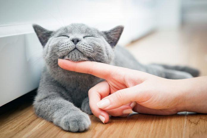 10 powodów dlaczego warto mieć kota w domu Jaworznicki